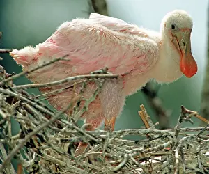 Roseate: Roseate Spoonbill nestling
