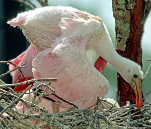 Nestling: Roseate Spoonbill nestling