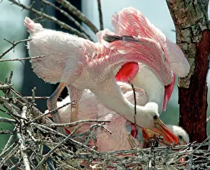 Roseate: Roseate Spoonbill nestling stretching wings