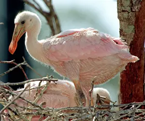 Merritt: Roseate Spoonbill nestlings