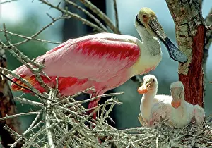 Merritt: Roseate Spoonbill with nestlings