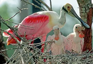 Merritt: Roseate Spoonbill with nestlings