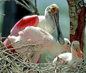 Merritt: Roseate Spoonbill with nestlings