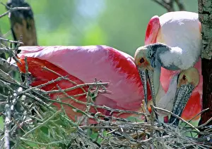 Merritt: Roseate Spoonbill pair