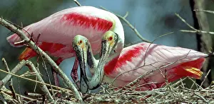 Roseate: Roseate Spoonbill pair