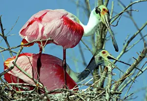 Roseate: Roseate Spoonbill pair