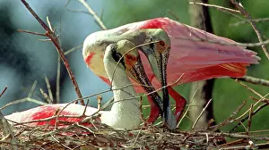 Merritt: Roseate Spoonbill pair in nest