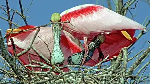 Roseate: Roseate Spoonbill pair in nest