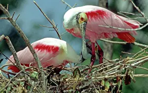 Roseate: Roseate Spoonbill pair in nest