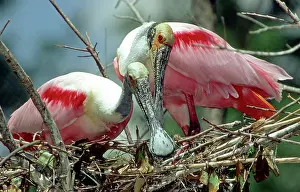Roseate: Roseate Spoonbill pair in nest