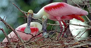 Roseate: Roseate Spoonbill pair in nest