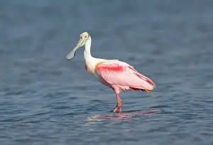 Roseate: Roseate Spoonbill (Platalea ajaja)