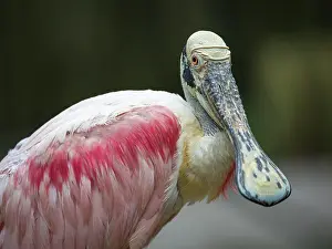 Platalea: Roseate spoonbill (Platalea ajaja), animal portrait