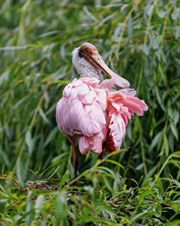 200722: Roseate spoonbill (Platalea ajaja), Germany, Europe