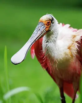 200722: Roseate spoonbill (Platalea ajaja), Germany, Europe