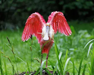 200722: Roseate spoonbill (Platalea ajaja), Germany, Europe