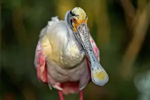 Rosy: Roseate spoonbill (Platalea ajaja), Brazil, South
