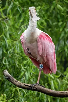 Platalea: Roseate spoonbill (Platalea ajaja) (Syn.: Ajaia a