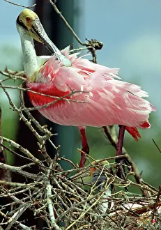 Merritt: Roseate Spoonbill preening