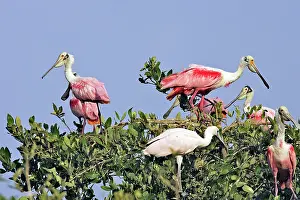 Ajaia: Roseate Spoonbill - in tree