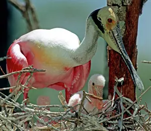 Merritt: Roseate Spoonbill with young