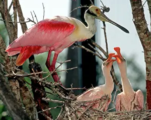 Merritt: Roseate Spoonbill with young