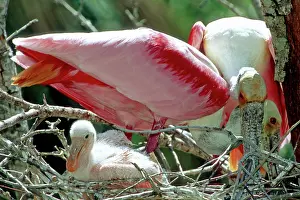 Merritt: Roseate Spoonbill with young