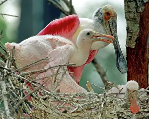 Merritt: Roseate Spoonbill with young