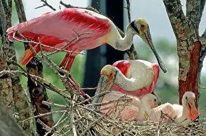 Merritt: Roseate Spoonbill with young
