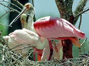 Merritt: Roseate Spoonbill with young