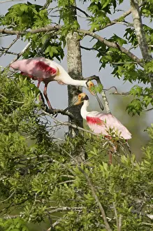Spoonbills: Roseate spoonbills