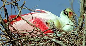 Spoonbills: Roseate Spoonbills