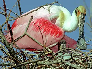 Spoonbills: Roseate Spoonbills