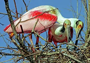 Spoonbills: Roseate Spoonbills