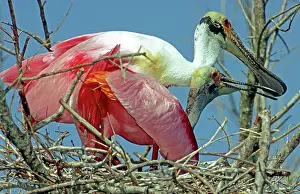 Spoonbills: Roseate Spoonbills