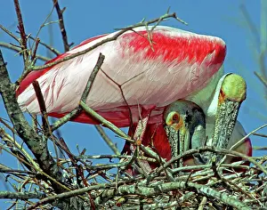 Spoonbills: Roseate Spoonbills