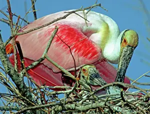 Spoonbills: Roseate Spoonbills
