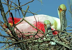 Spoonbills: Roseate Spoonbills