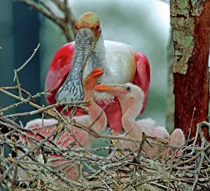 Spoonbills: Roseate Spoonbills