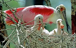 Spoonbills: Roseate Spoonbills