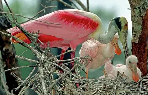 Spoonbills: Roseate Spoonbills