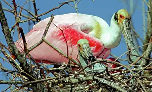 Spoonbills: Roseate Spoonbills