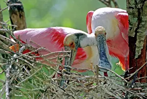 Spoonbills: Roseate Spoonbills