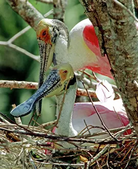 Spoonbills: Roseate Spoonbills