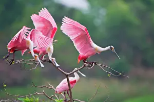 Colonial: Roseate Spoonbills (Ajaia ajaja) landing