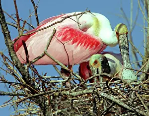 Spoonbills: Roseate Spoonbills building nest
