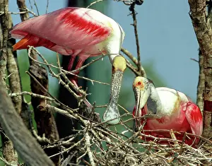 Spoonbills: Roseate Spoonbills building nest