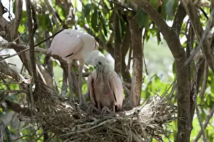 Nuzzling: Roseate Spoonbills on nest