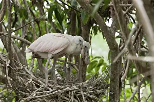 Spoonbills: Roseate Spoonbills on nest