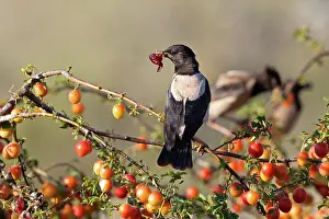 Romania: Roseate starling (Pastor roseus), adult bird with